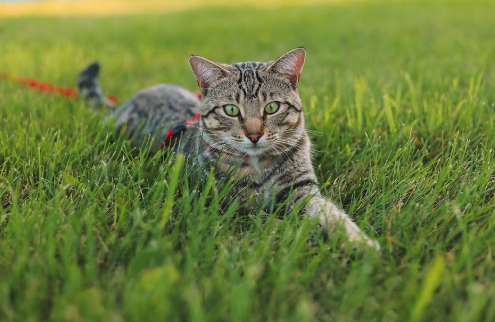 Maak van je binnenkat een buitenkat? Vier tips!