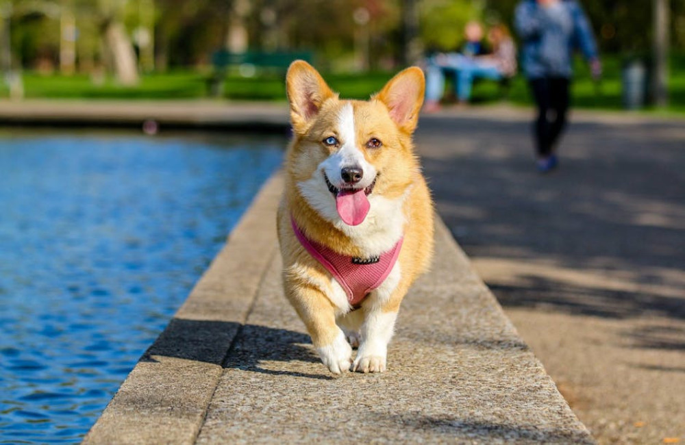 Hypoallergeen hondenvoer? De beste keuze voor honden met allergieën!